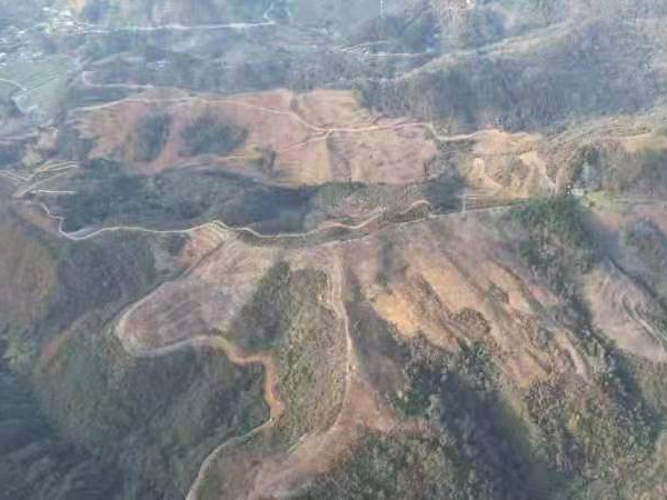 全县新建墓地栽植油茶 拓展产业发展空间
