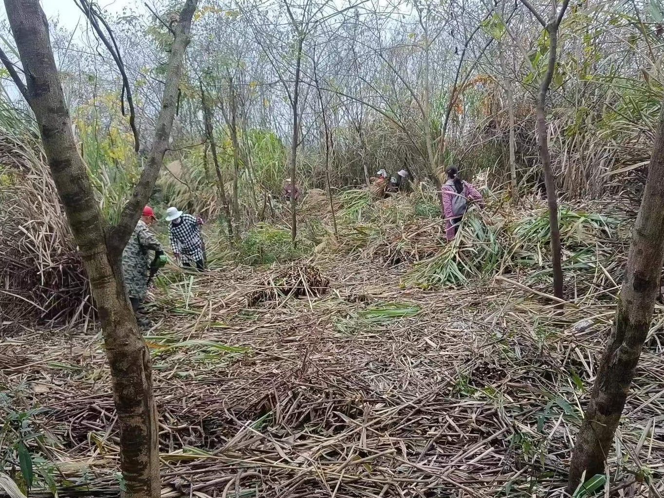 县园林路灯局：多措施织牢园林绿化防火安全网