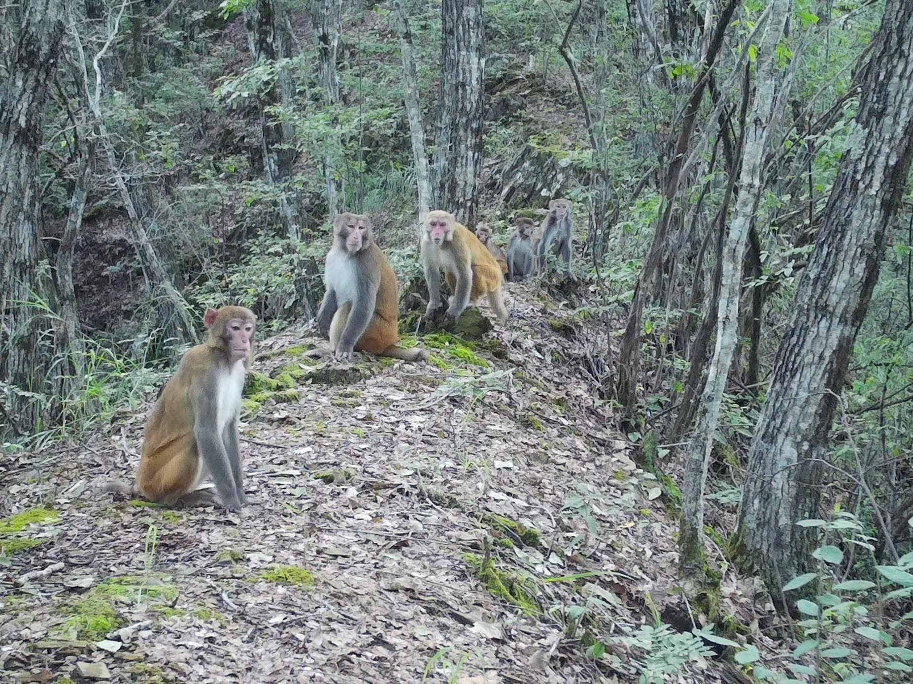 7只猕猴在堵河源保护区开“年会”