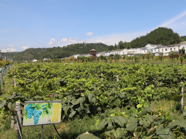 县财政局：积极推进采购农副产品助力乡村产业振兴