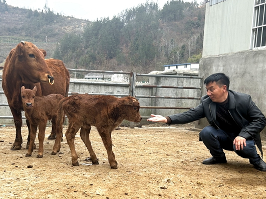 极为罕见！我县一“牛妈妈”产下龙凤胎牛犊