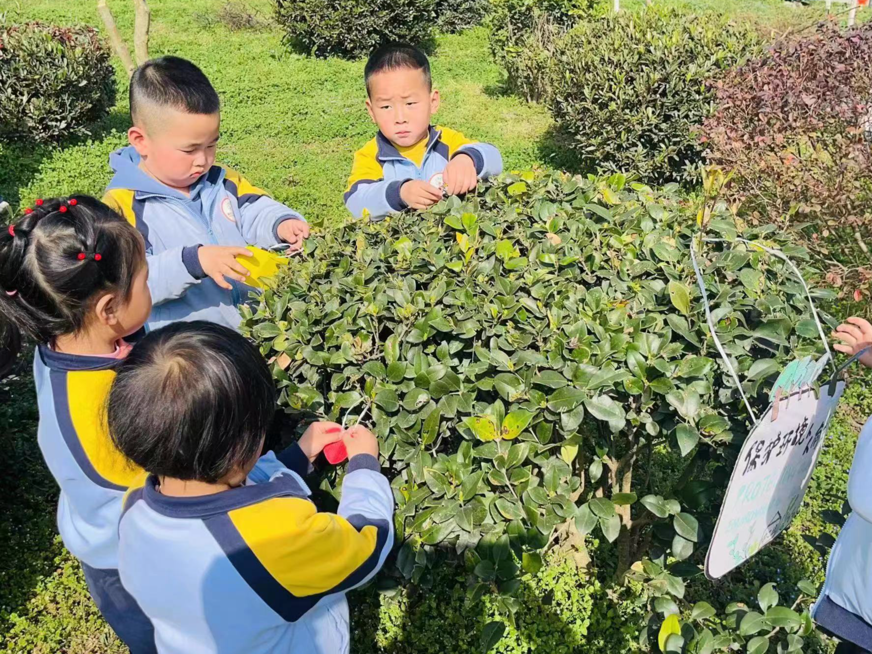 英才宝贝幼儿园开展爱树护树活动