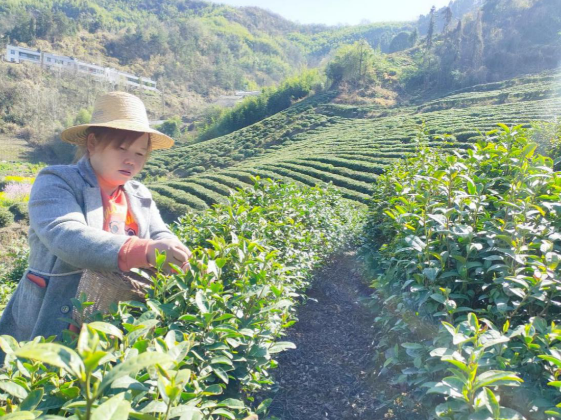 深河乡：人勤春来早，采茶正当时