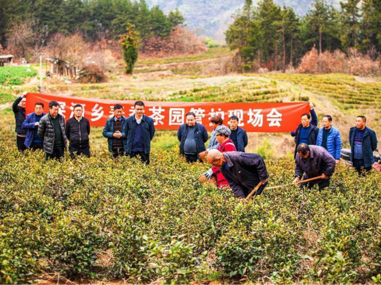 深河乡召开油菜和茶叶培训现场会