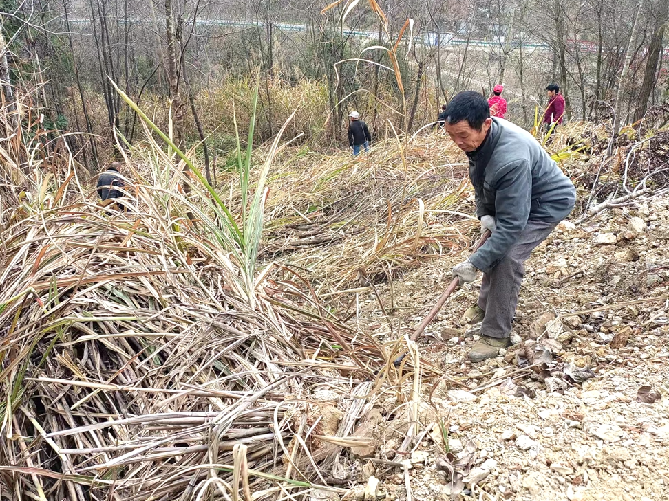 上庸镇抓实森林抚育守护绿水青山