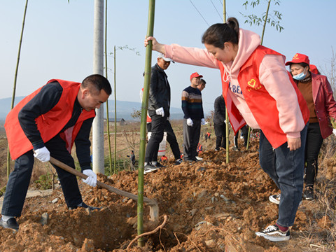 竹山二中：春和日丽植树忙