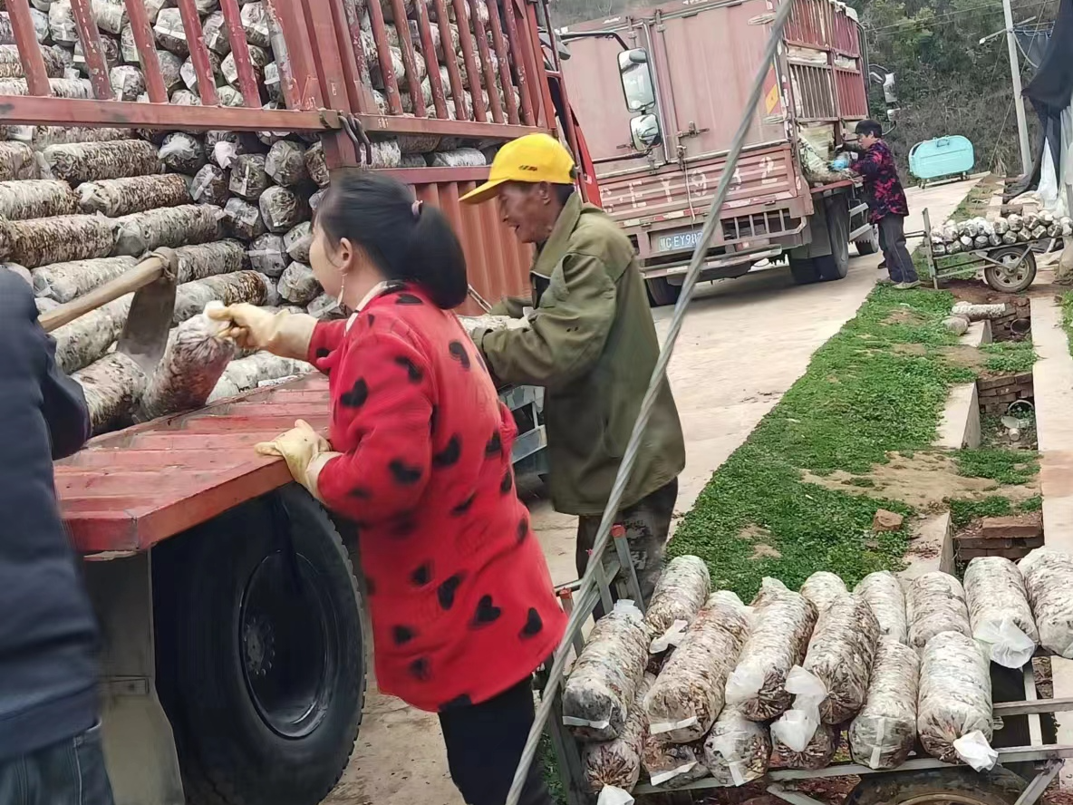 擂鼓镇：小小食用菌 激发乡村振兴新“蘑”力