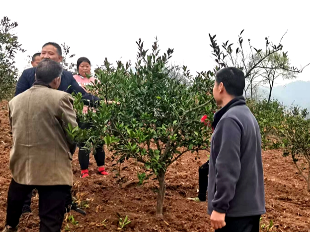 县科技特派员指导柑橘产业春管春防