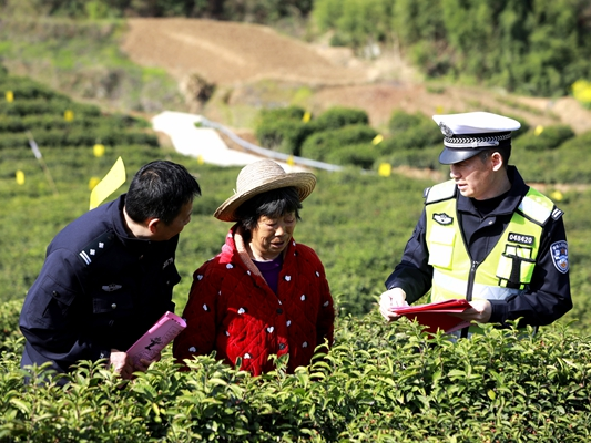 采茶旺季   宝丰镇交通安全宣传活动走进茶园