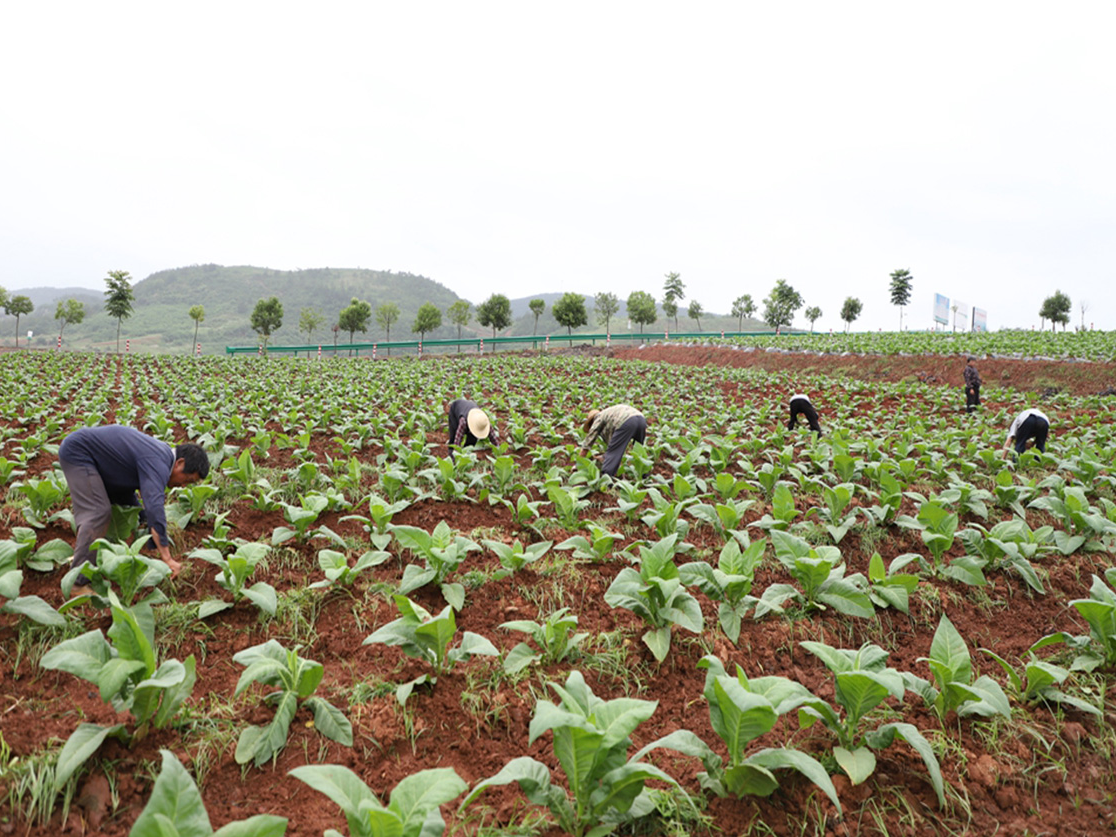 擂鼓镇：烟田翻耕起垄忙