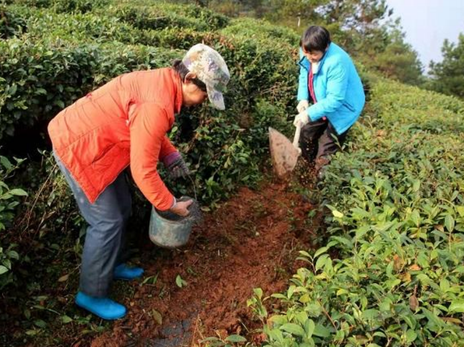 擂鼓镇：扎实开展春季茶园管护