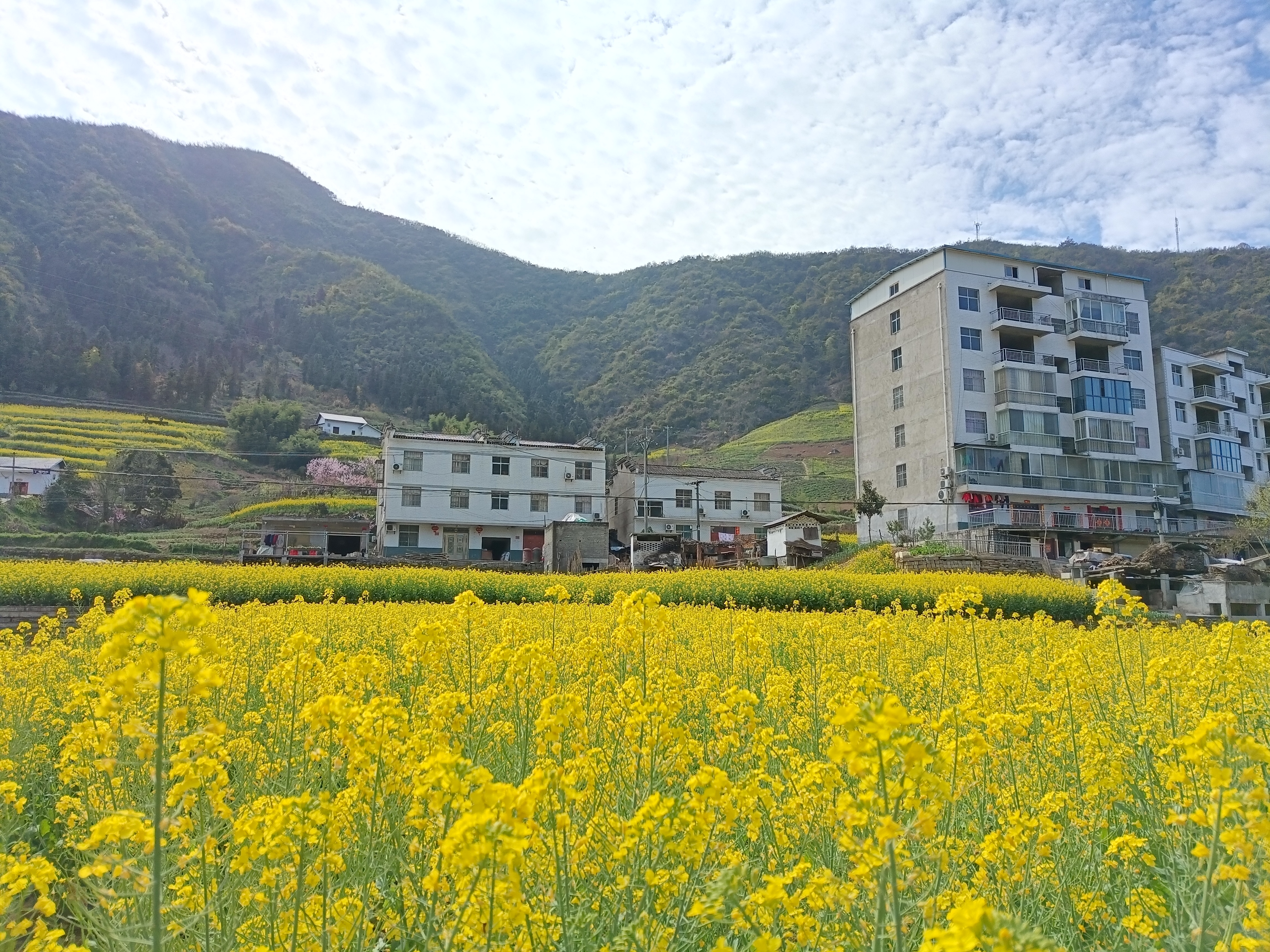 楼台乡：油菜花开春意浓 和美乡村入画来