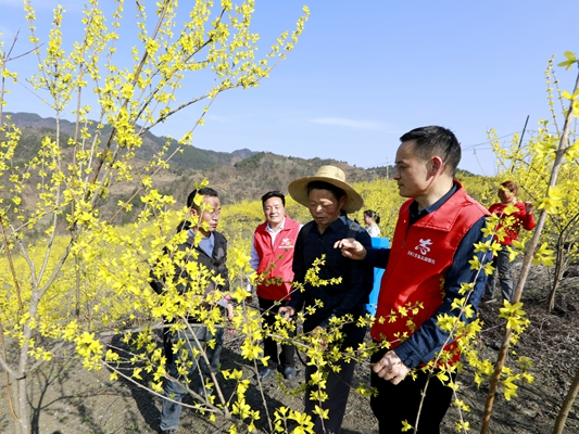县教育局：驻村帮扶促振兴 连翘花开满山“金”