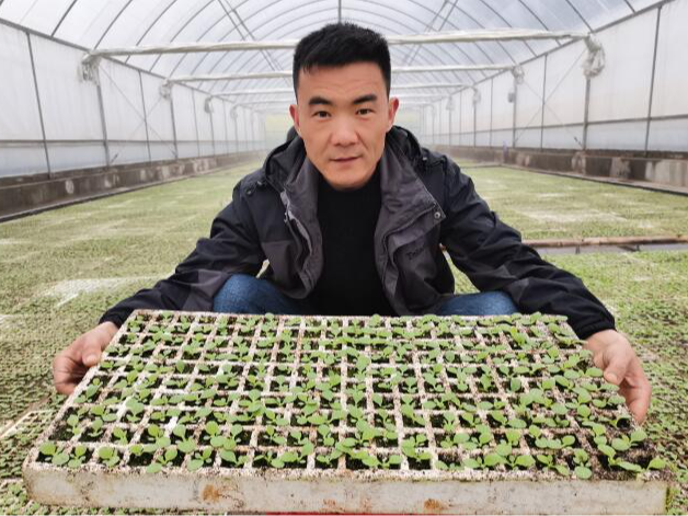 擂鼓镇：千亩烟田翻耕起垄忙