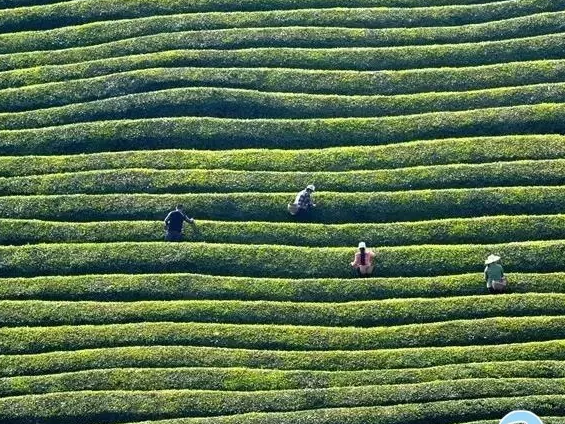 竹坪乡：义务植树添新绿