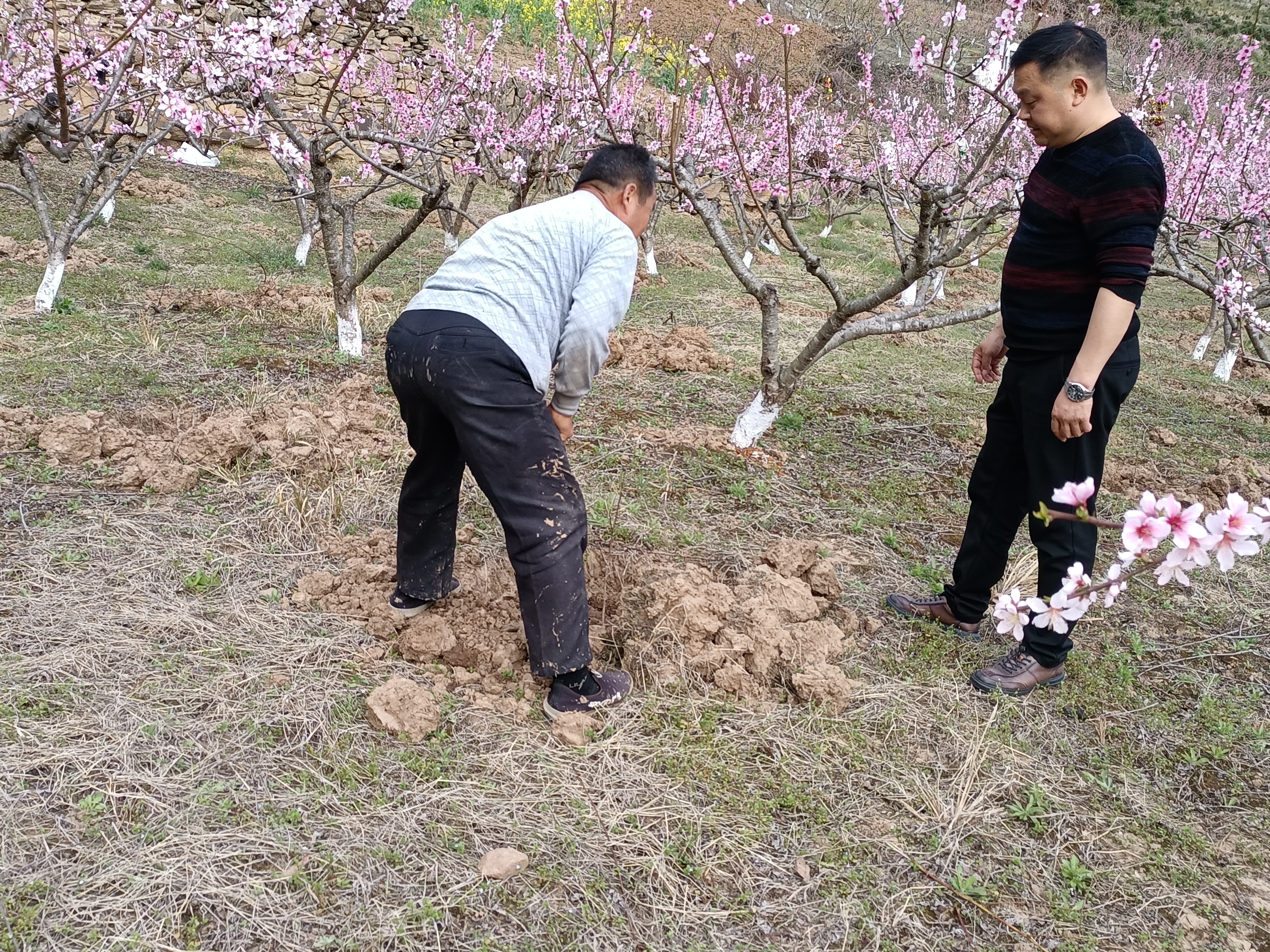 楼台乡：“一村多品”富农家