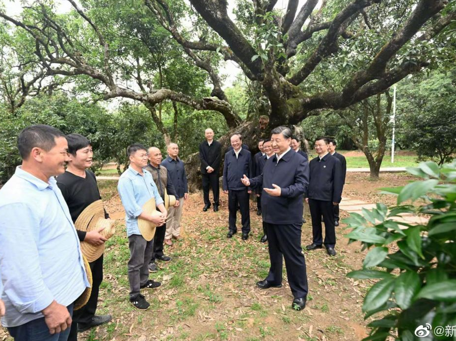 习近平在茂名市考察调研