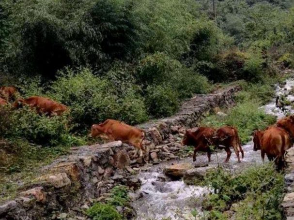 县畜牧兽医服务中心：岗位大练兵促业务能力大提升