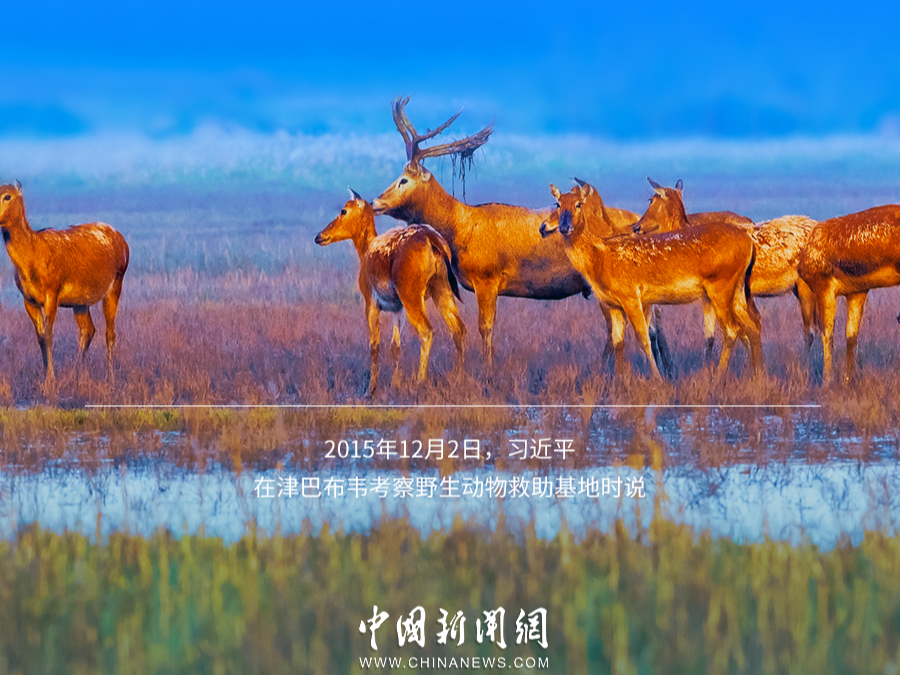 习言道｜以自然之道，养万物之生