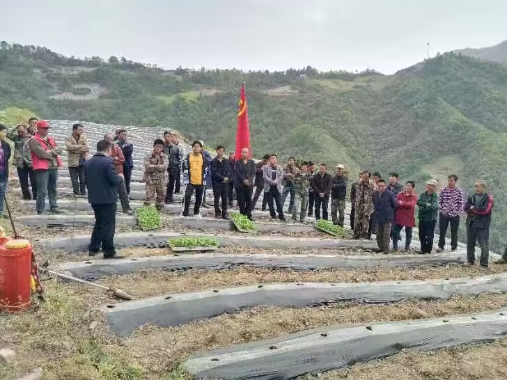 官渡镇：技术服务到田间 吹响烟苗移栽“冲锋号”