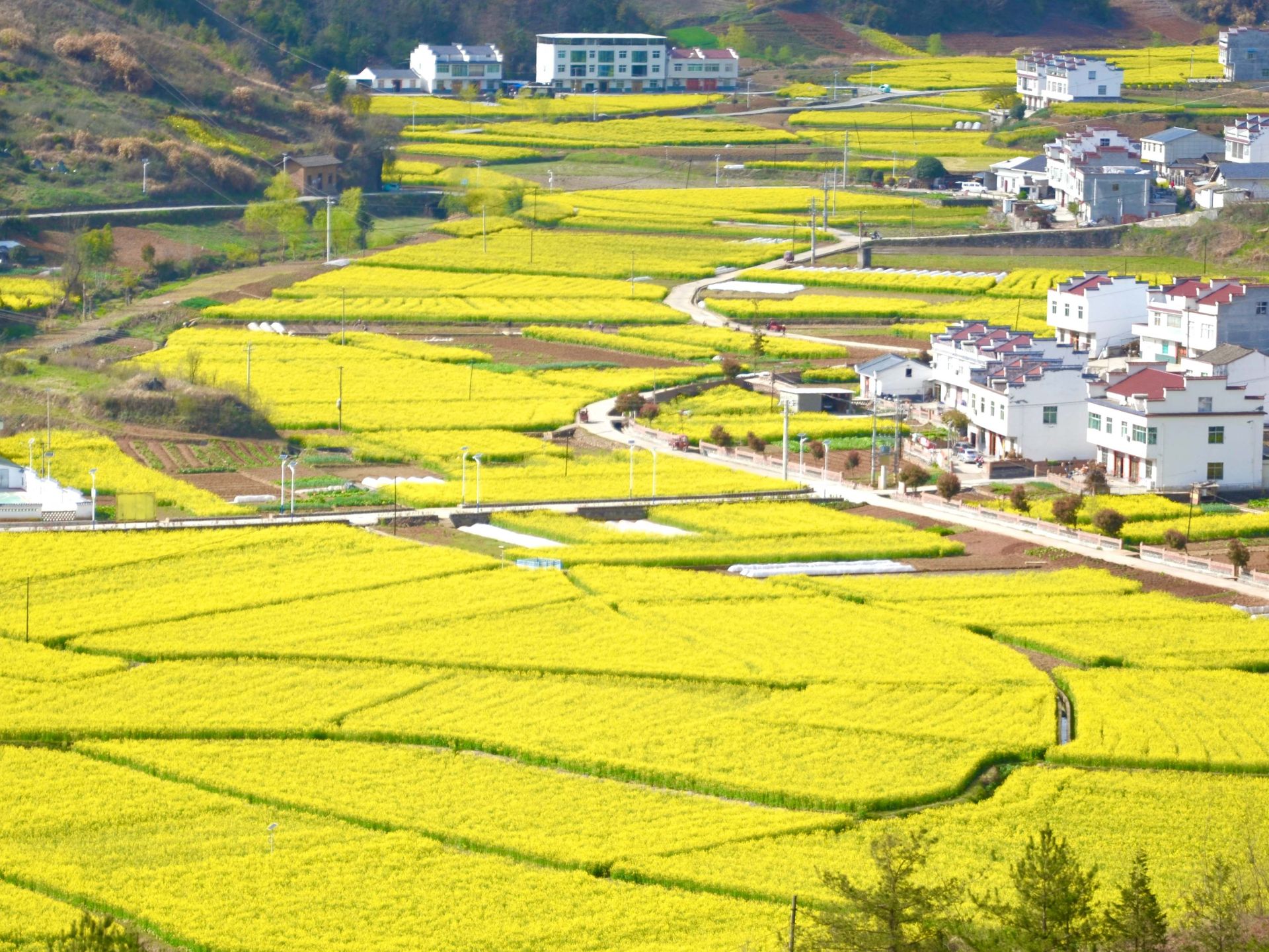 得胜镇：千亩油菜花开 扮靓美丽乡村