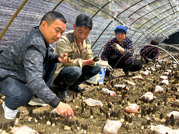 上庸镇：羊肚菌产销两旺