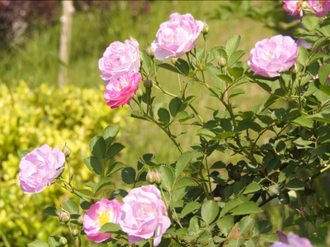 6萬盆鮮花扮靚城市迎“五一”