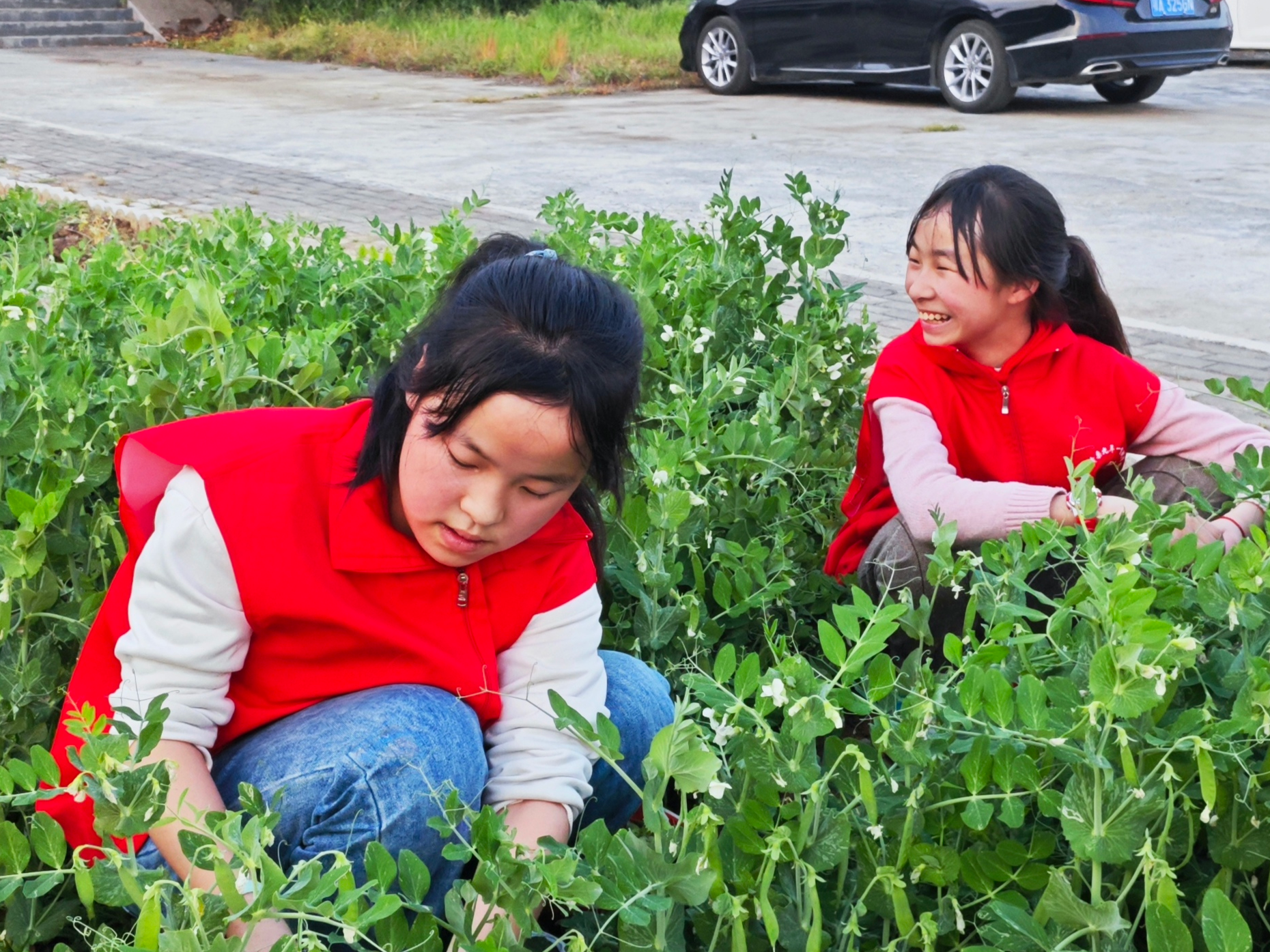 黄栗九年一贯制学校开展豌豆采摘劳动实践课