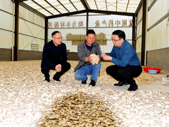 柳林乡：万亩药材助力乡村振兴