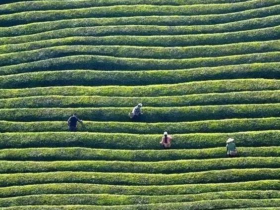 我县10家茶企通过有机茶园基地认证