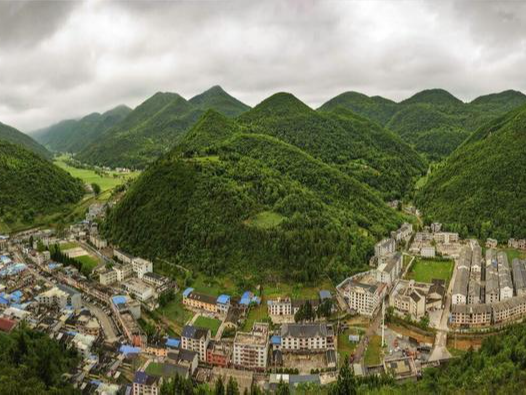 中国板党之乡恩施板桥镇：一株党参解锁致富密码