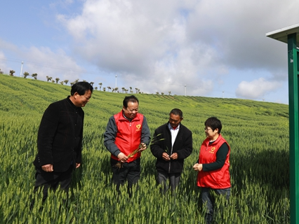 宝丰镇：农技专家到地头　把脉问诊保丰收