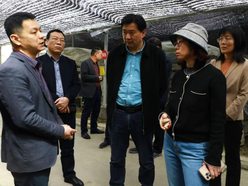 上海市农科院专家张劲松一行来竹调研食用菌产业