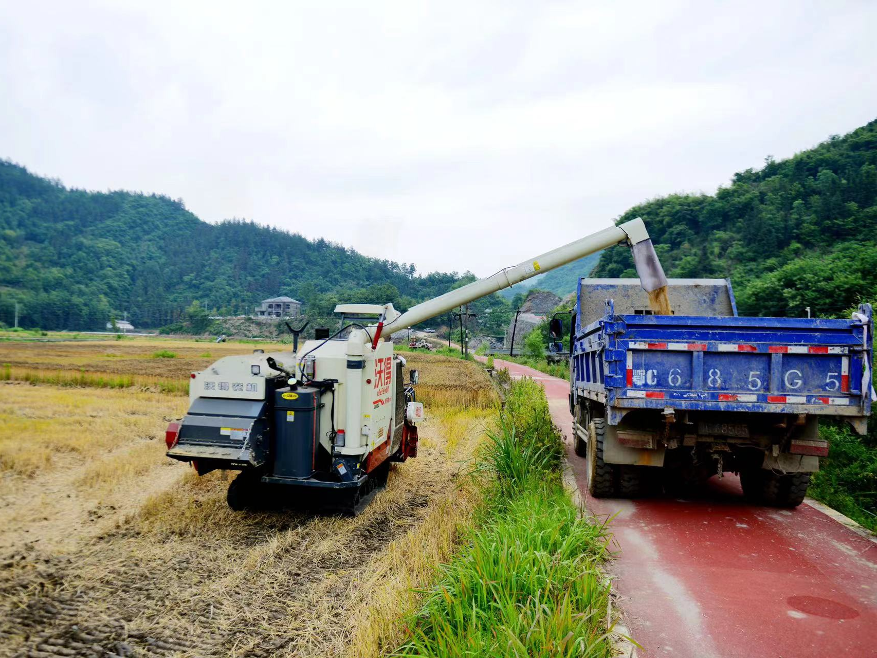 官渡镇：“铁牛”助力500亩高山麦田丰收