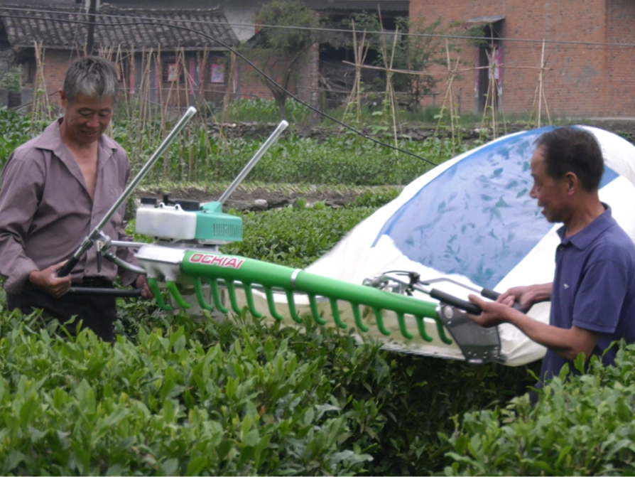 大宗茶壯大茶產業 茶農多賺“兩季錢”