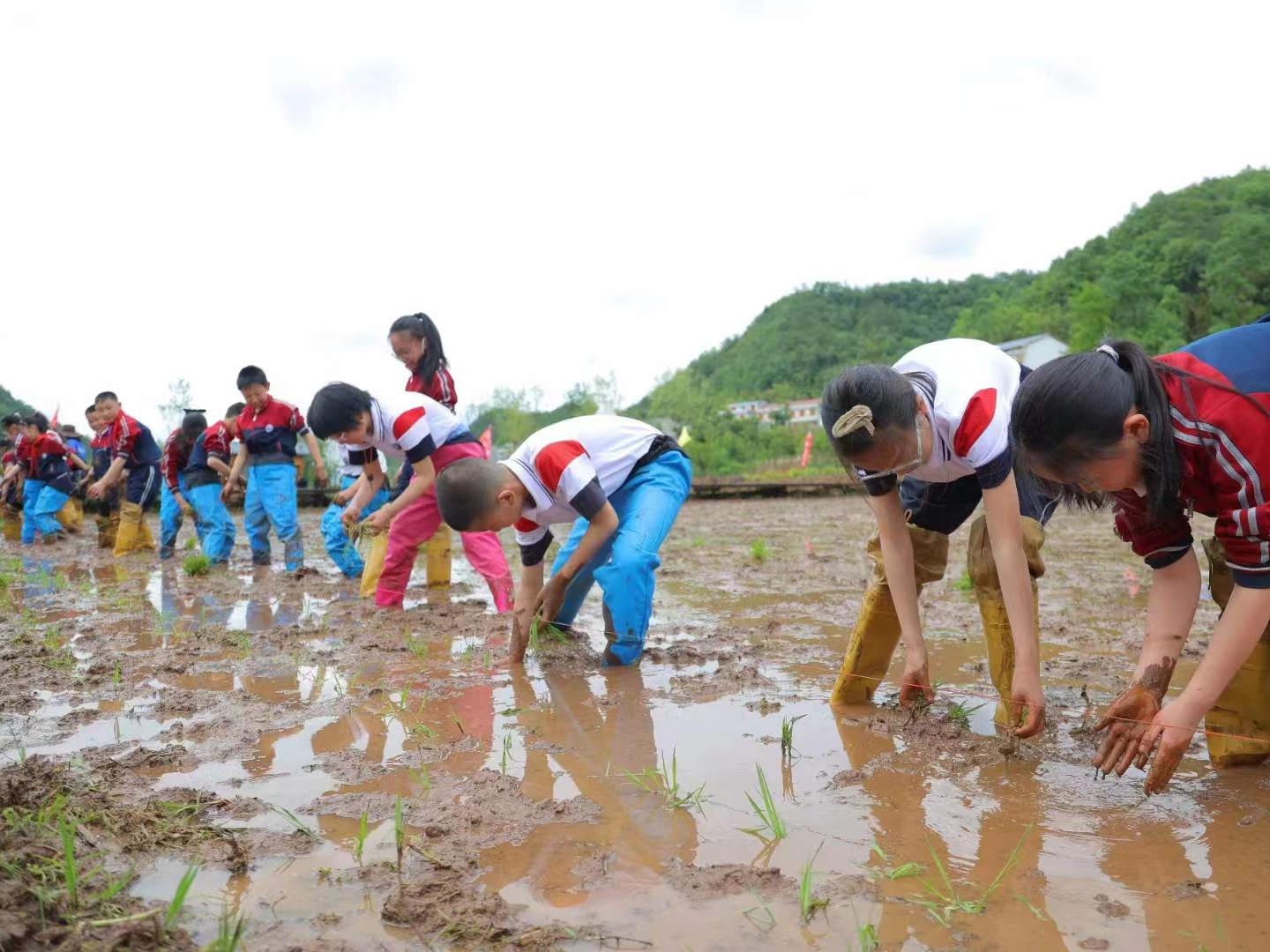 手把青秧插满田 春耕播种正当时