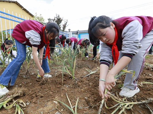割油菜、拔大蒜……黄栗九年一贯制学校“校园农场”劳作忙