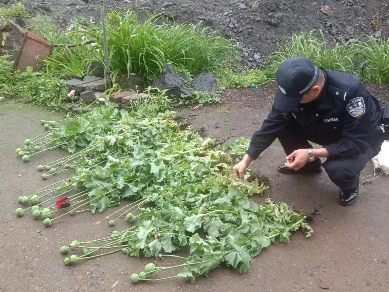 擂鼓派出所铲除罂粟毒株