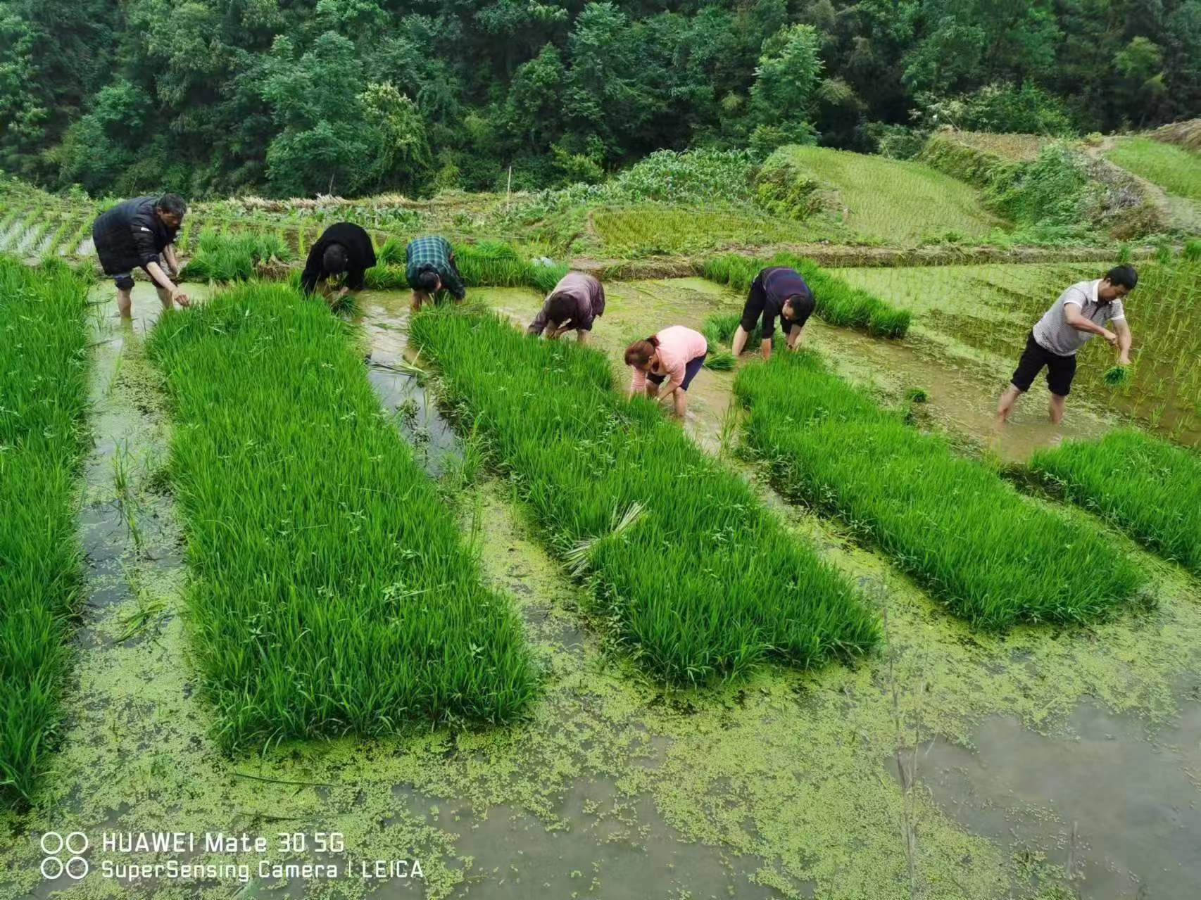 溢水镇：发展水稻种植产业 为乡村振兴播下“致富种”