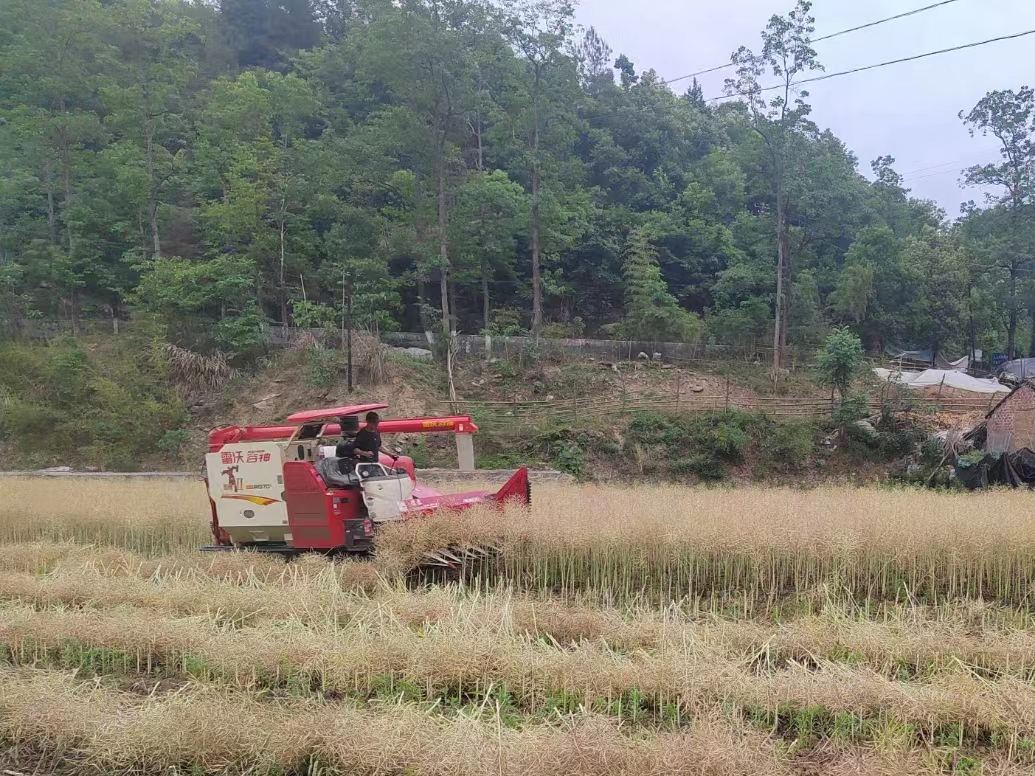 楼台乡油菜收割正当时