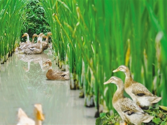 乡村之美丨美丽经济，有多少种打开方式