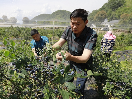 宝丰镇车家沟村：蓝莓挂枝头  等你来采摘
