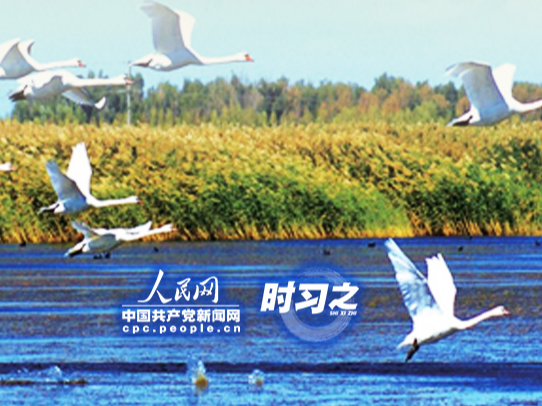 筑牢“绿色屏障” 习近平指引科学防沙治沙之路