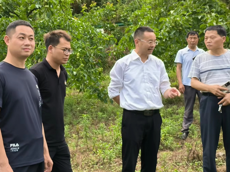 麻家渡镇：践行“两山”理念  落实林长巡林