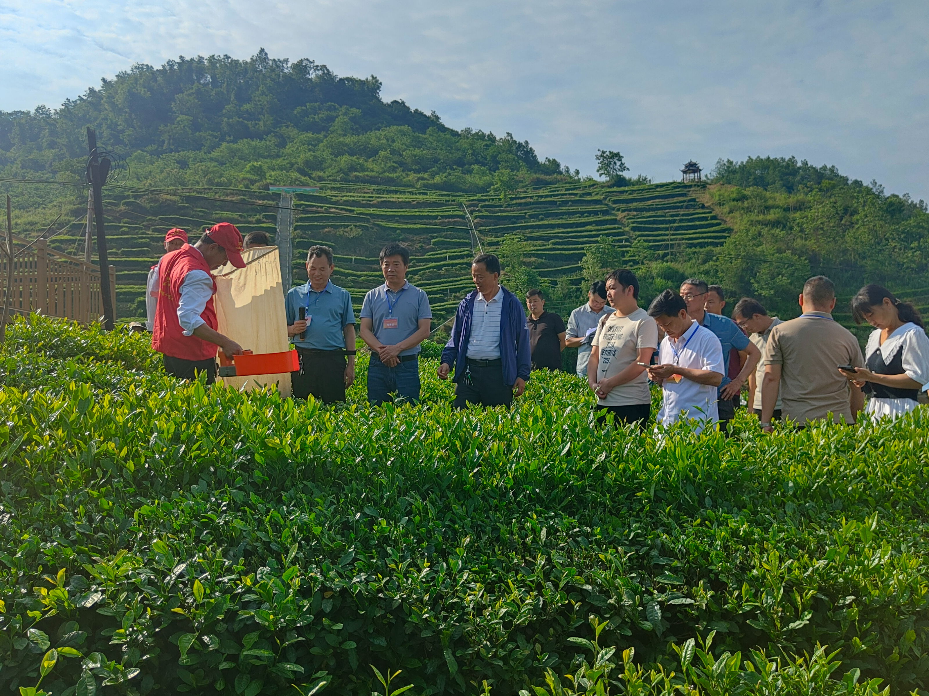 得胜镇：“一线协商 共同缔造” 助推茶农致富增收