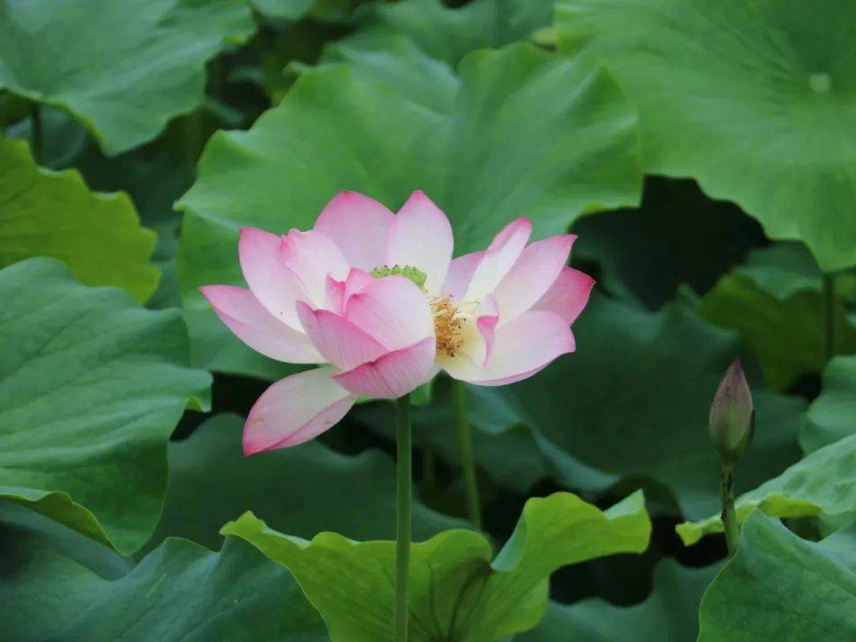 擂鼓镇：荷花清雅秀美　芬芳四溢