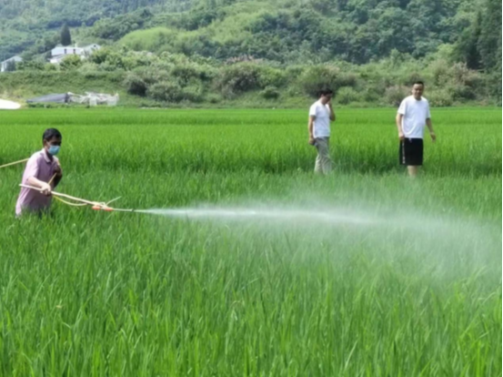 深河乡：专家深入田间，护航农业安全
