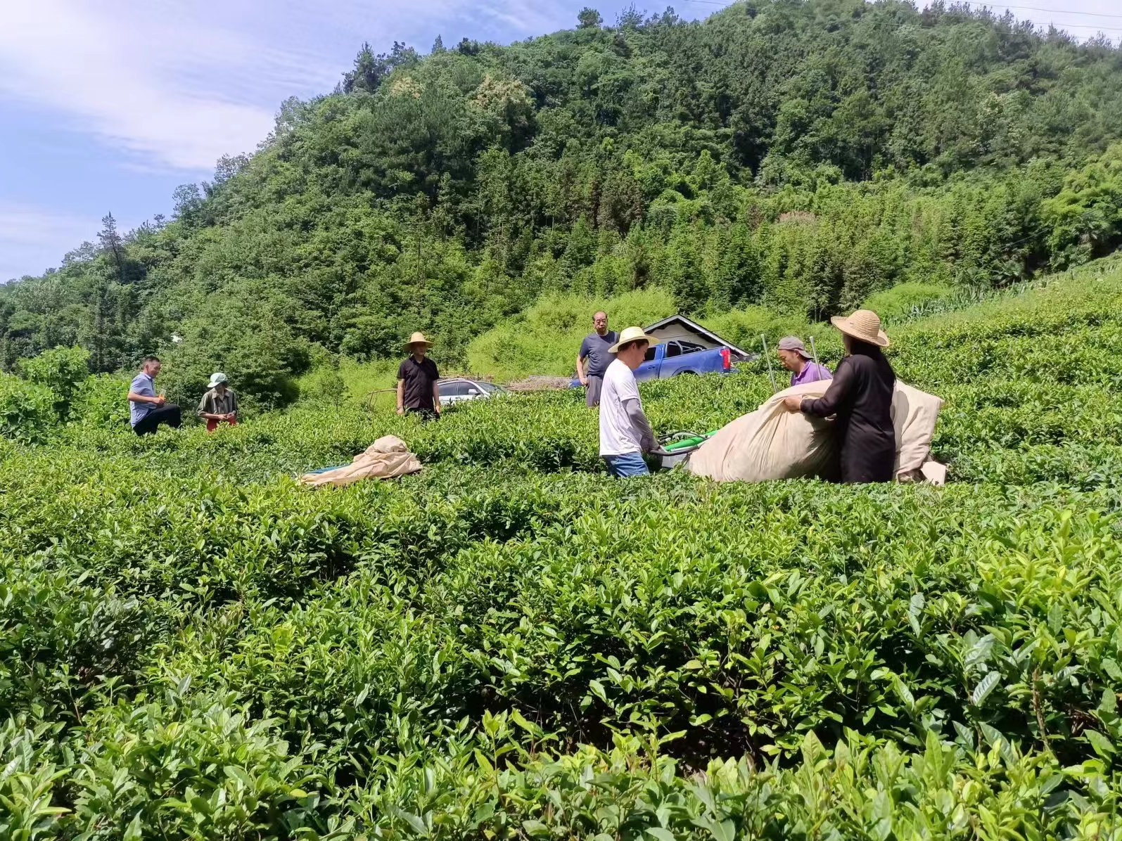 楼台乡：大叶茶拓宽群众致富路
