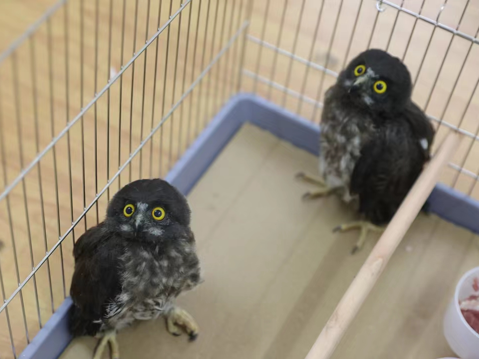 幼鸟鹰鸮练飞受伤　众人接力热心救助