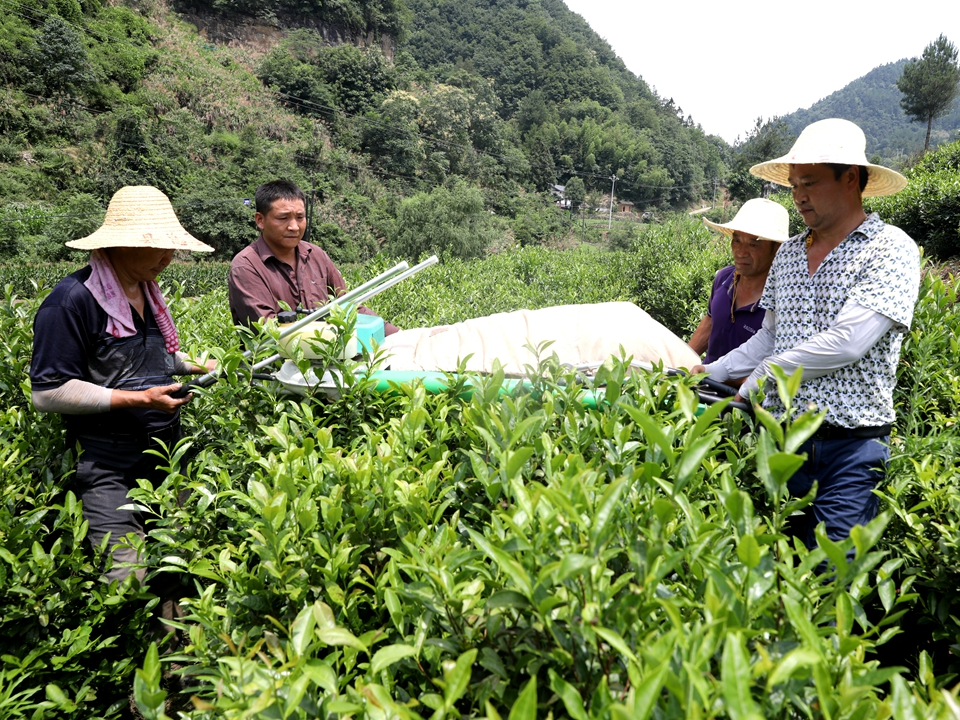 楼台乡：茶园夏剪 秋茶增产